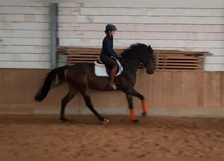 Deutsches Sportpferd, Wallach, 3 Jahre, 165 cm, Schwarzbrauner