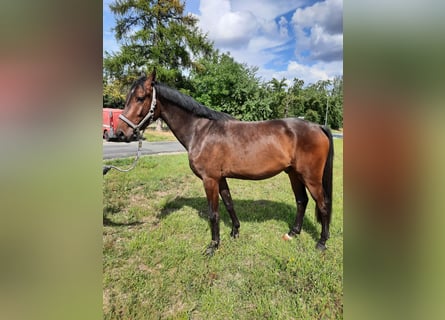 Deutsches Sportpferd, Wallach, 3 Jahre, 165 cm, Schwarzbrauner