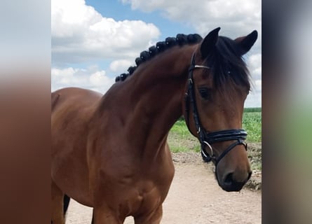 Deutsches Sportpferd, Wallach, 3 Jahre, 166 cm, Brauner