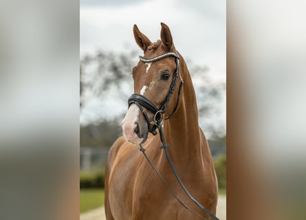 Deutsches Sportpferd, Wallach, 3 Jahre, 166 cm, Fuchs