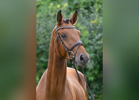 Deutsches Sportpferd, Wallach, 3 Jahre, 167 cm, Brauner
