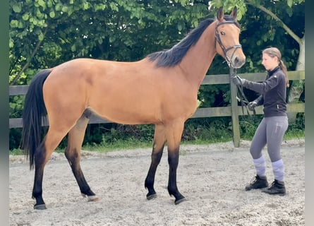 Deutsches Sportpferd, Wallach, 3 Jahre, 167 cm, Brauner