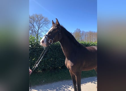 Deutsches Sportpferd, Wallach, 3 Jahre, 167 cm, Brauner