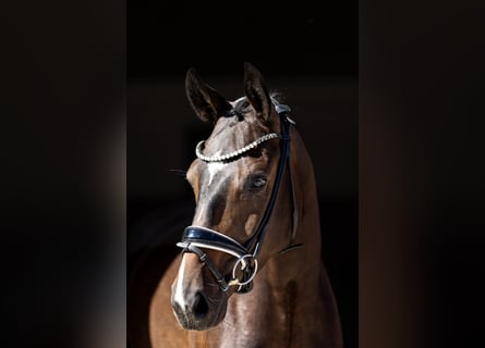 Deutsches Sportpferd, Wallach, 3 Jahre, 167 cm, Dunkelbrauner