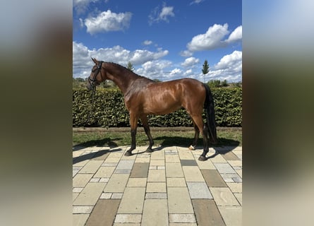 Deutsches Sportpferd, Wallach, 3 Jahre, 168 cm, Brauner