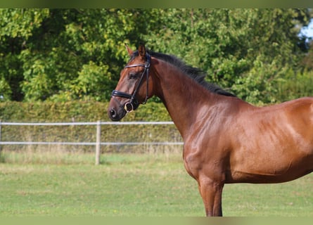 Deutsches Sportpferd, Wallach, 3 Jahre, 168 cm, Brauner