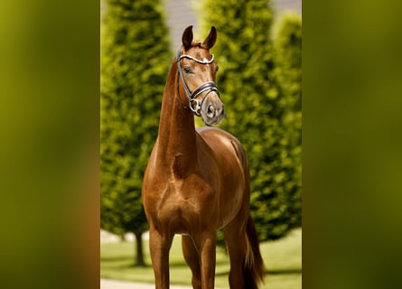 Deutsches Sportpferd, Wallach, 3 Jahre, 168 cm, Dunkelfuchs
