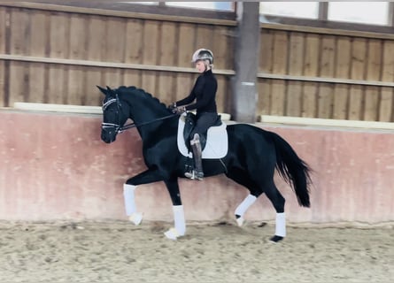 Deutsches Sportpferd, Wallach, 3 Jahre, 168 cm, Rappe