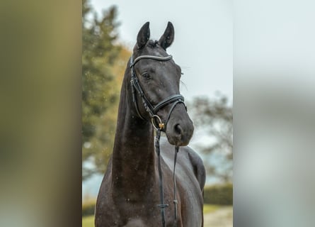 Deutsches Sportpferd, Wallach, 3 Jahre, 168 cm, Schwarzbrauner