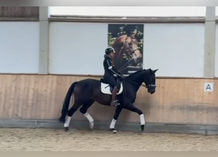 Deutsches Sportpferd, Wallach, 3 Jahre, 170 cm, Brauner