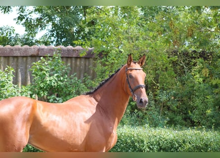 Deutsches Sportpferd, Wallach, 3 Jahre, 170 cm, Brauner