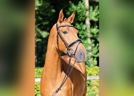 Deutsches Sportpferd, Wallach, 3 Jahre, 170 cm, Fuchs