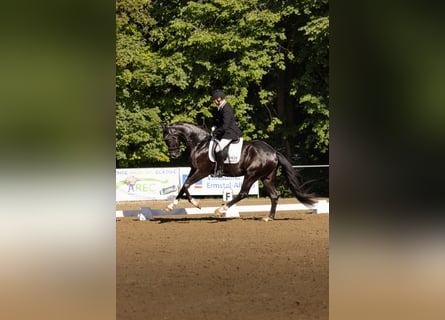 Deutsches Sportpferd, Wallach, 3 Jahre, 170 cm, Rappe