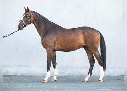 Deutsches Sportpferd, Wallach, 3 Jahre, 171 cm, Brauner