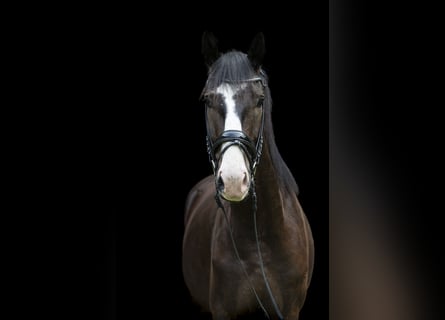 Deutsches Sportpferd, Wallach, 3 Jahre, 172 cm, Brauner