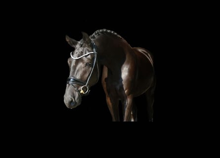 Deutsches Sportpferd, Wallach, 3 Jahre, 172 cm, Rappe