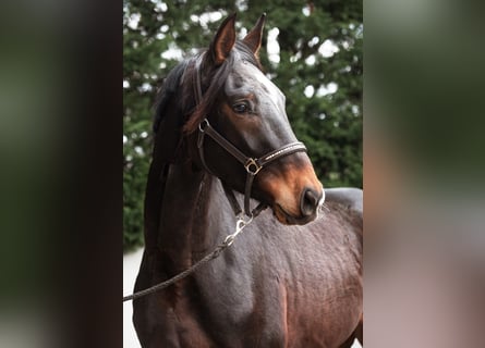 Deutsches Sportpferd, Wallach, 3 Jahre, 173 cm, Brauner