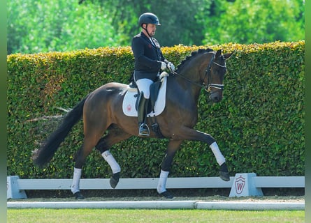 Deutsches Sportpferd, Wallach, 3 Jahre, 173 cm, Dunkelbrauner