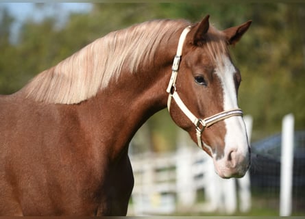 Deutsches Sportpferd, Wallach, 3 Jahre, 174 cm, Hellbrauner