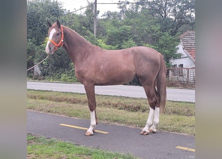 Deutsches Sportpferd, Wallach, 3 Jahre, 174 cm, Hellbrauner