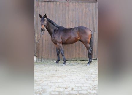 Deutsches Sportpferd, Wallach, 3 Jahre, 175 cm, Brauner