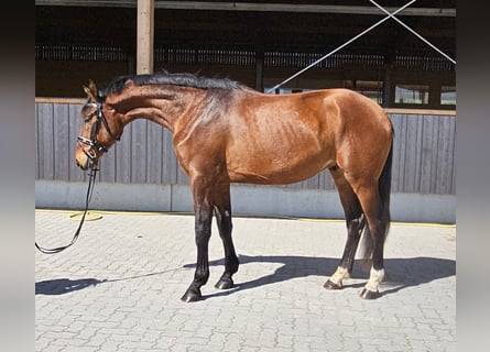 Deutsches Sportpferd, Wallach, 3 Jahre, 176 cm, Brauner