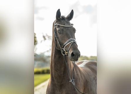 Deutsches Sportpferd, Wallach, 4 Jahre, 156 cm, Schwarzbrauner