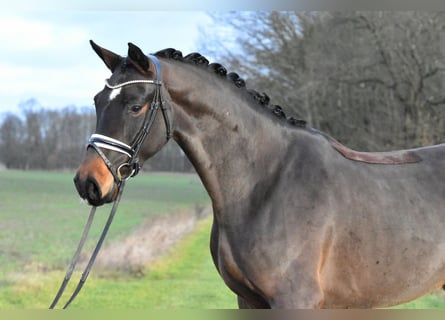 Deutsches Sportpferd, Wallach, 4 Jahre, 158 cm, Brauner