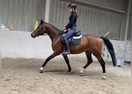 Deutsches Sportpferd, Wallach, 4 Jahre, 158 cm, Brauner