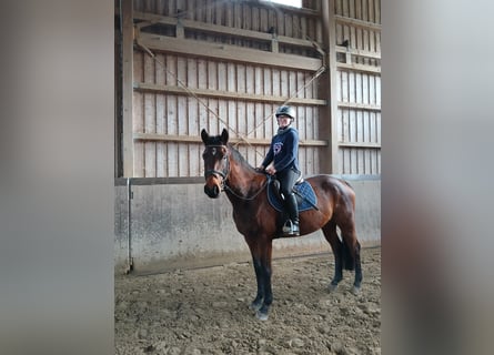 Deutsches Sportpferd, Wallach, 4 Jahre, 161 cm, Brauner