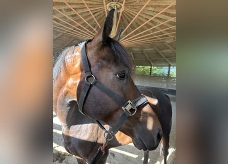 Deutsches Sportpferd, Wallach, 4 Jahre, 161 cm, Dunkelbrauner