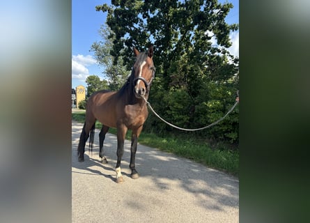 Deutsches Sportpferd, Wallach, 4 Jahre, 163 cm, Brauner