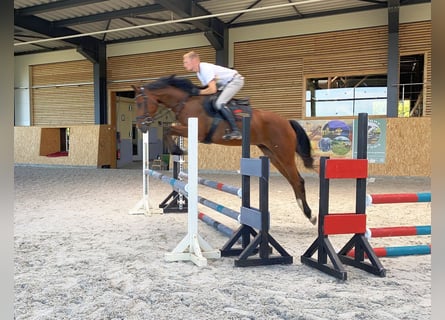 Deutsches Sportpferd, Wallach, 4 Jahre, 163 cm, Brauner