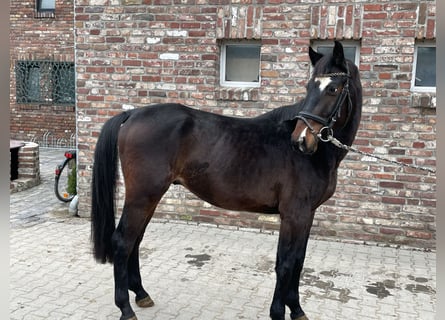 Deutsches Sportpferd, Wallach, 4 Jahre, 163 cm, Dunkelbrauner