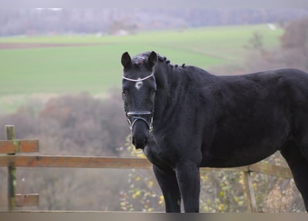 Deutsches Sportpferd, Wallach, 4 Jahre, 163 cm, Rappe