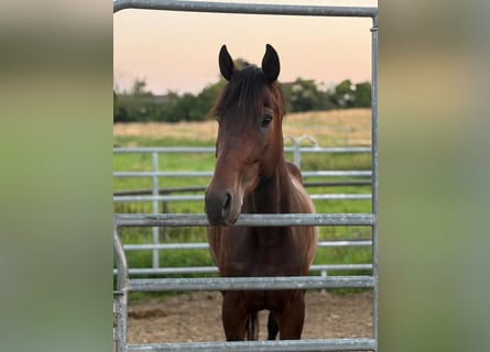 Deutsches Sportpferd, Wallach, 4 Jahre, 164 cm, Dunkelbrauner