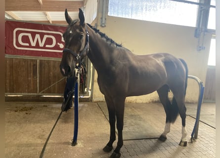 Deutsches Sportpferd, Wallach, 4 Jahre, 164 cm, Dunkelbrauner