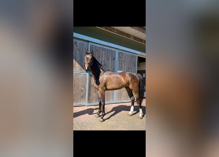 Deutsches Sportpferd, Wallach, 4 Jahre, 164 cm, Dunkelbrauner