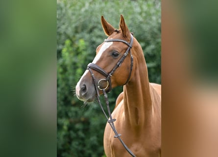 Deutsches Sportpferd, Wallach, 4 Jahre, 164 cm, Dunkelfuchs