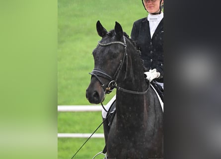 Deutsches Sportpferd, Wallach, 4 Jahre, 164 cm, Schwarzbrauner
