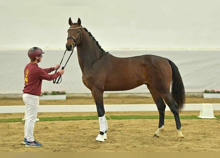 Deutsches Sportpferd, Wallach, 4 Jahre, 165 cm, Brauner