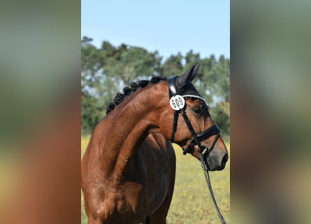 Deutsches Sportpferd, Wallach, 4 Jahre, 165 cm, Brauner