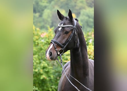 Deutsches Sportpferd, Wallach, 4 Jahre, 165 cm, Dunkelbrauner