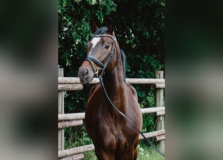 Deutsches Sportpferd, Wallach, 4 Jahre, 165 cm, Dunkelbrauner