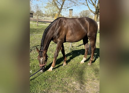 Deutsches Sportpferd, Wallach, 4 Jahre, 165 cm, Dunkelfuchs