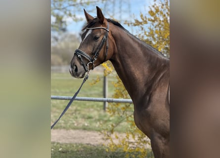 Deutsches Sportpferd, Wallach, 4 Jahre, 165 cm, Dunkelfuchs