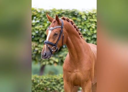 Deutsches Sportpferd, Wallach, 4 Jahre, 165 cm, Fuchs