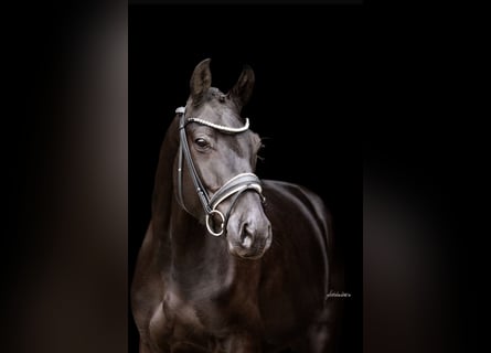 Deutsches Sportpferd, Wallach, 4 Jahre, 165 cm, Rappe