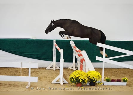 Deutsches Sportpferd, Wallach, 4 Jahre, 165 cm, Rappe