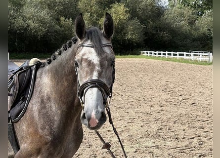 Deutsches Sportpferd, Wallach, 4 Jahre, 165 cm, Schimmel